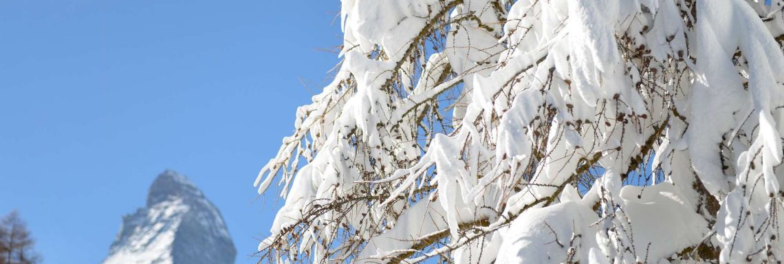 Club Med Cervinia, en Italie - Arbre recouvert de neige somptueuse