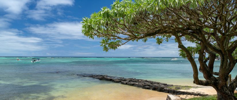 Vue de la plage avec un arbre sur l;océan indien